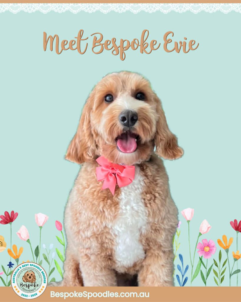 bespoke spoodles brisbane