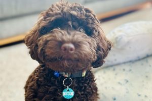spoodles for sale in australia
