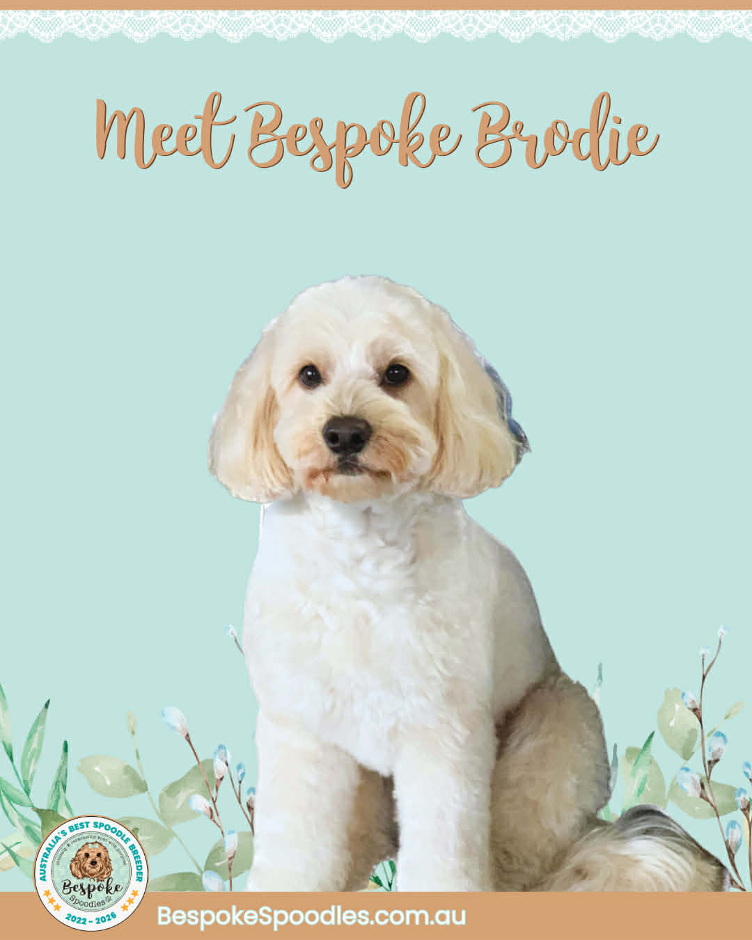 spoodle studs brisbane