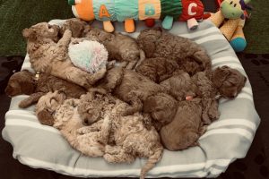 breeder reviews