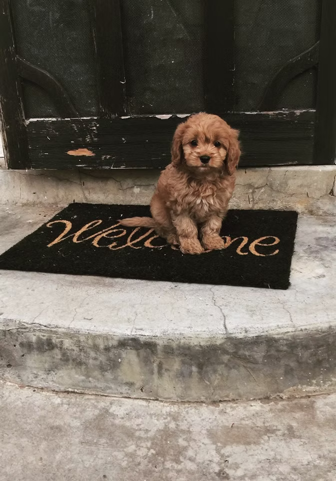 adopt a cavoodle puppy