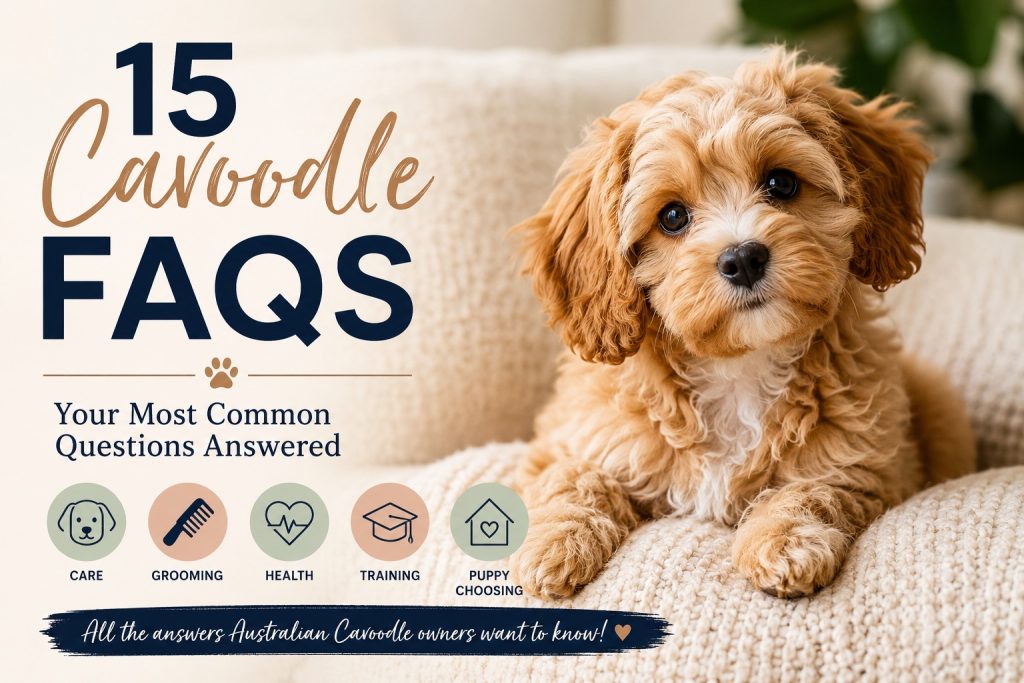 cavoodle faqs