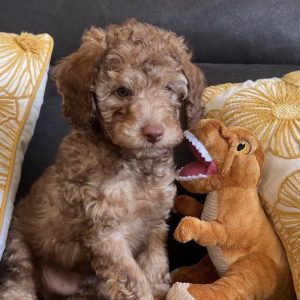 Rex - Chocolate Male Theodore (Available)