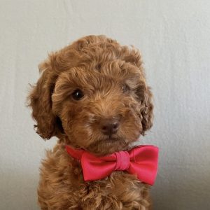 Fifi - Chocolate Female Theodore (Available)