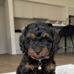 Biscuit - Red Chocolate Male Theodore (Sold)