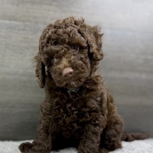 Paris - Chocolate Female Theodore (Available)