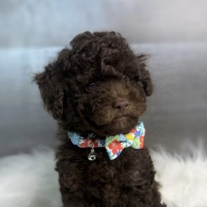 Mocha - Red & White Male Theodore (Available)