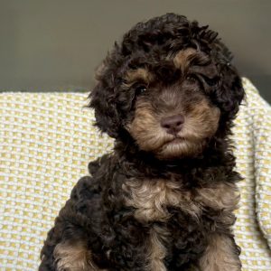 Maple - White Parti Male Theodore (Available)