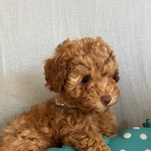 Nala - White Parti Female Theodore (Available)